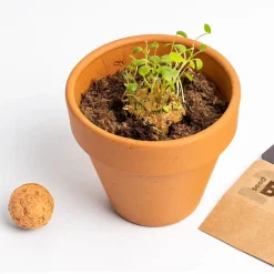 Resetea Bomby nasienne - Orange Flowers, 2szt.