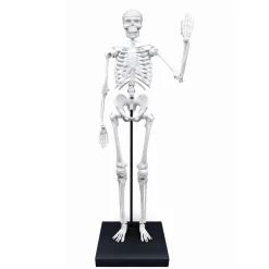Dzieci Buki Szkielet człowieka - 85 cm