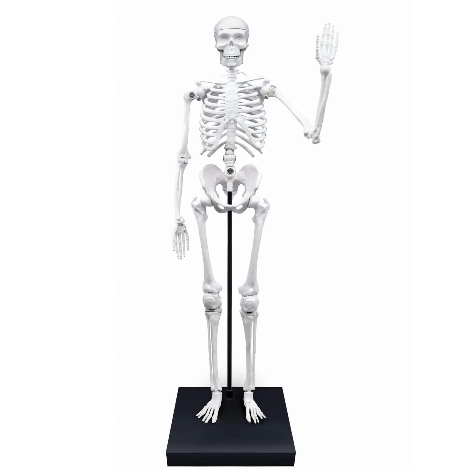 Dzieci Buki Szkielet człowieka - 85 cm