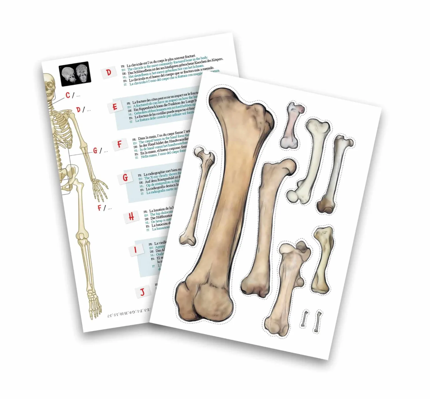 Dzieci Buki Szkielet człowieka - 85 cm