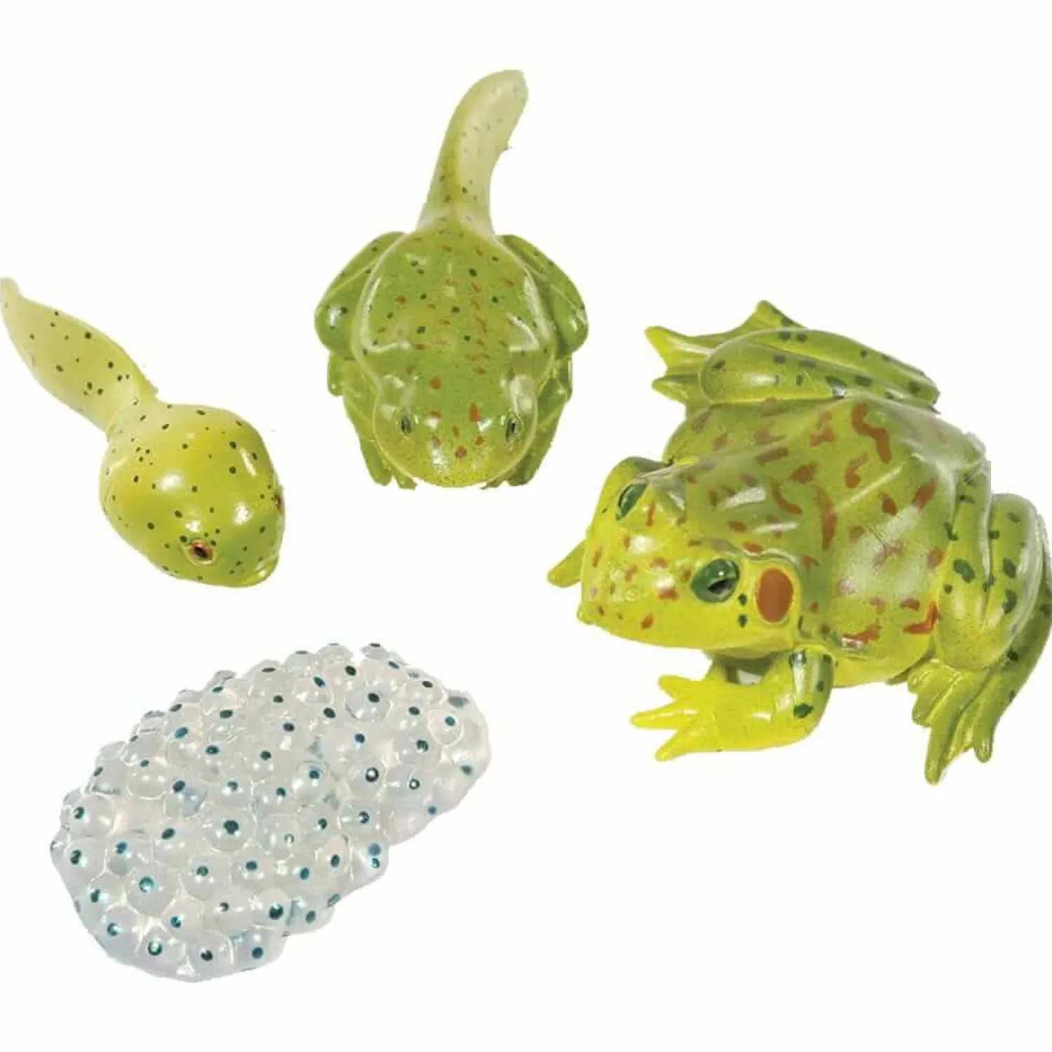 Insect Lore Zestaw figurek Cykl Życia Żaby