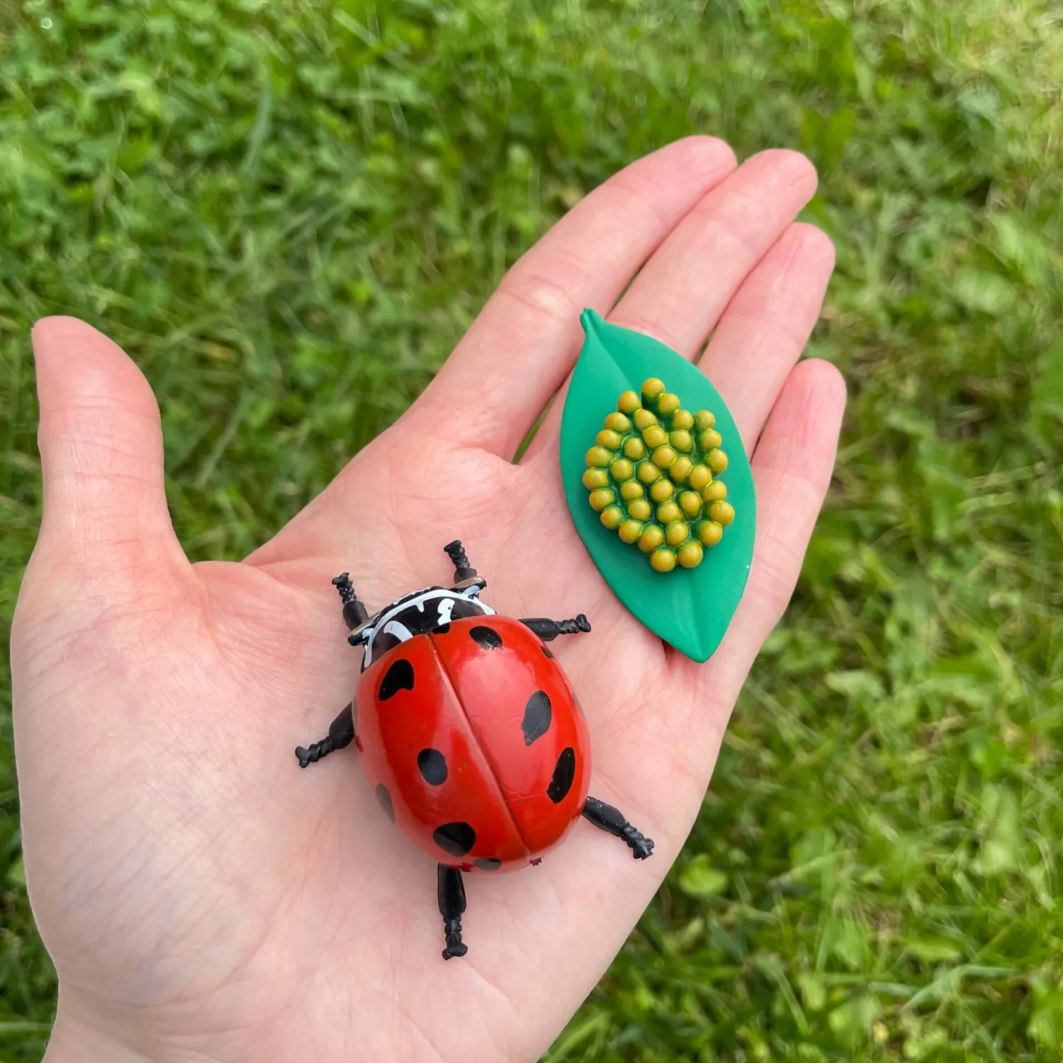 Insect Lore Zestaw figurek Cykl Życia Biedronki