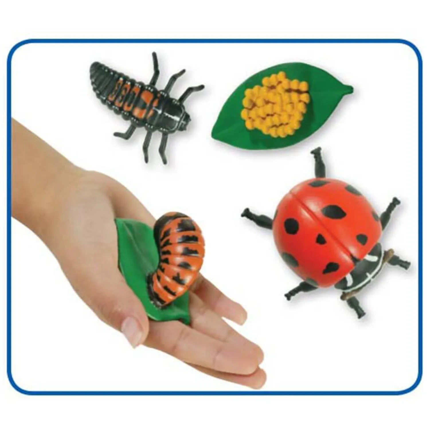 Insect Lore Zestaw figurek Cykl Życia Biedronki