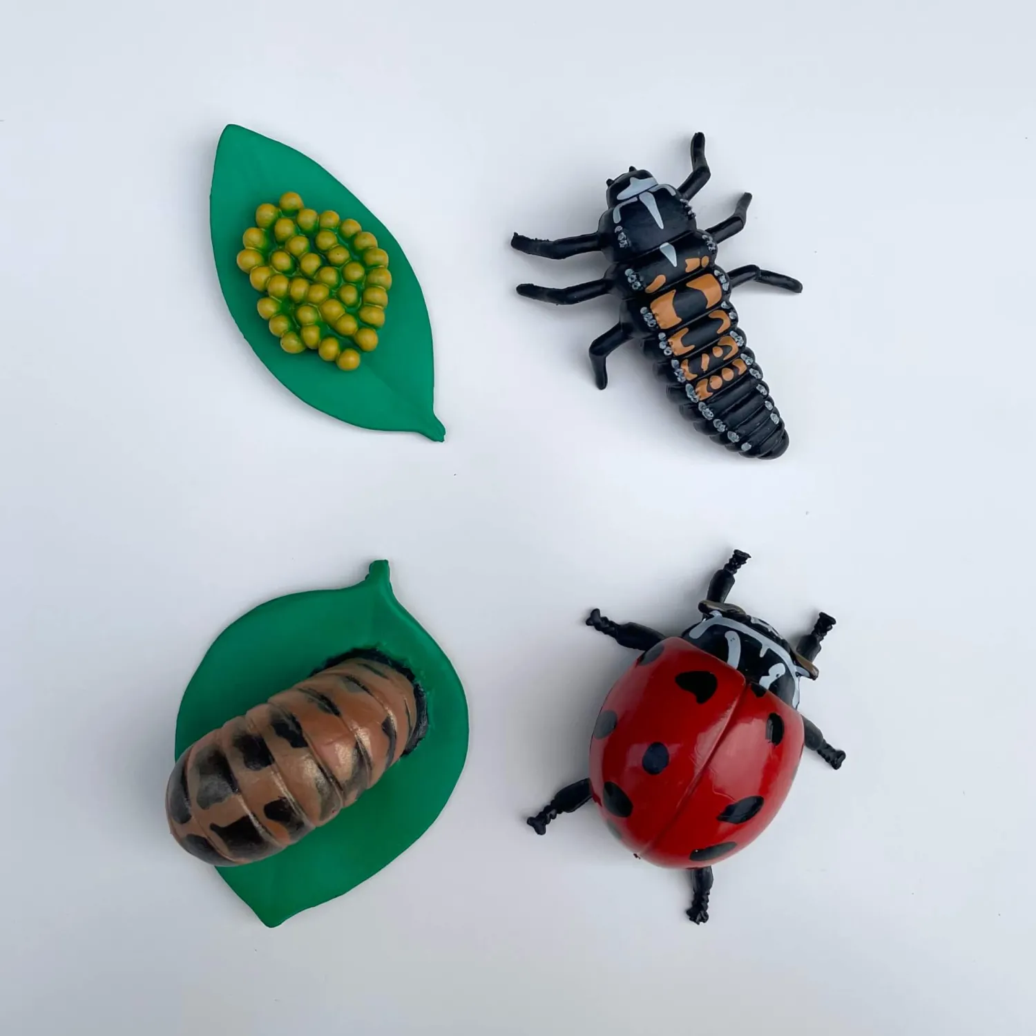 Insect Lore Zestaw figurek Cykl Życia Biedronki