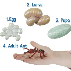 Insect Lore Zestaw figurek Cykl Życia Mrówki